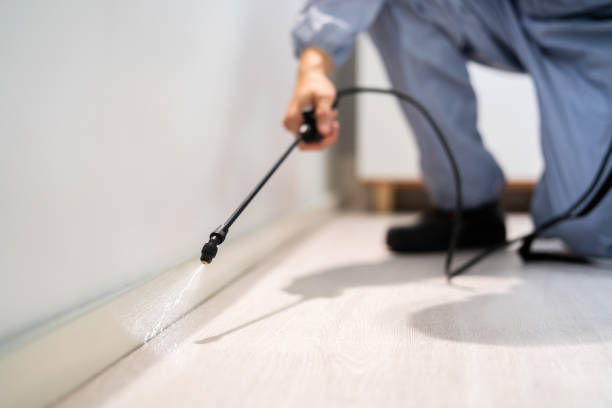 Flea Control Services in Pleasant Hill, TX